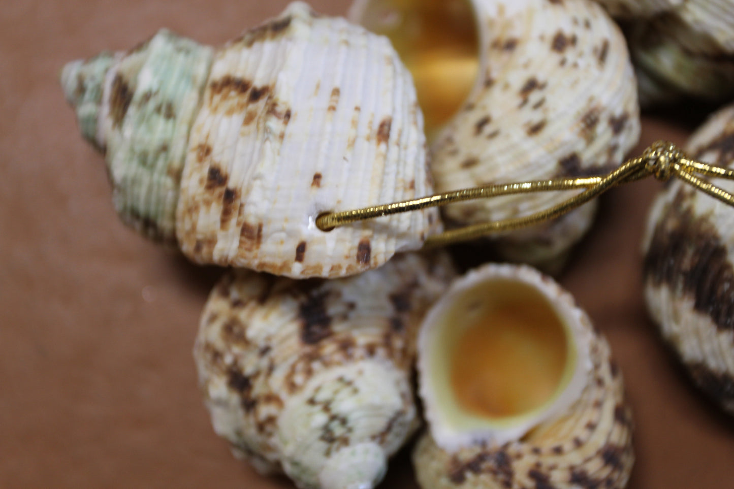 Gold Mouth Turbo Seashells, Drilled Seashell, Coastal Home Decor, Garlands, Upscale Craft Supply, SS-504