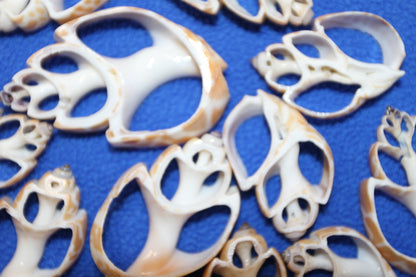 BABYLONIA SPIRATA Seashells,Center Sliced Seashells, Beact Art Supply,Beach Wedding Supply,Textured Seashell Art Supply, CS-96