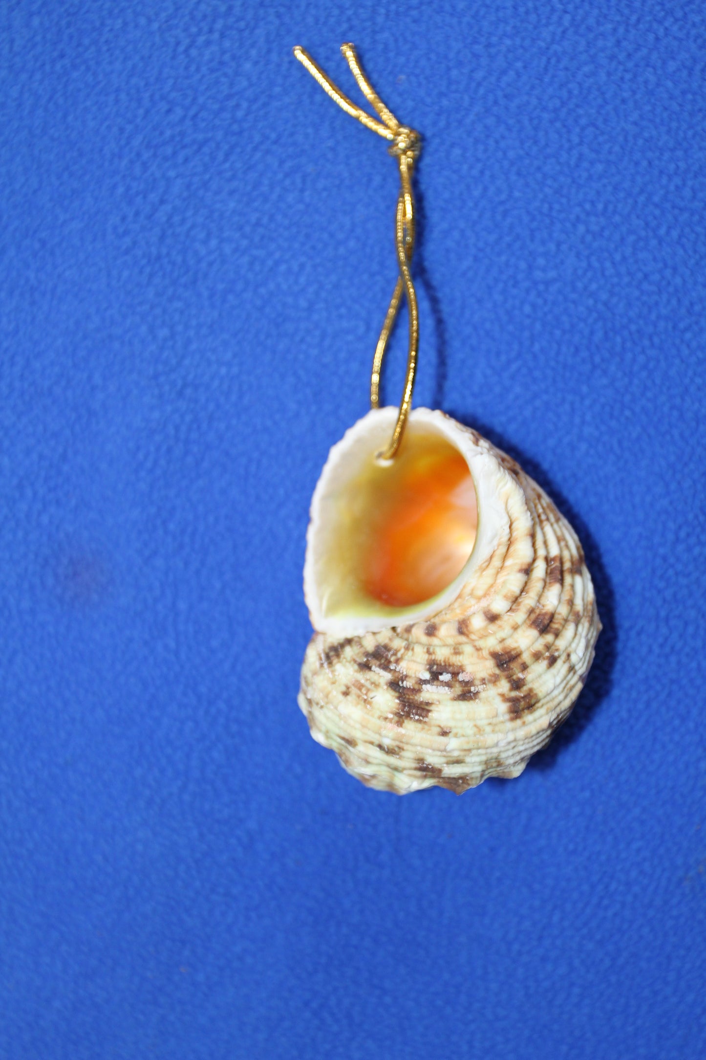Gold Mouth Turbo Seashells, Drilled Seashell, Coastal Home Decor, Garlands, Upscale Craft Supply, SS-504