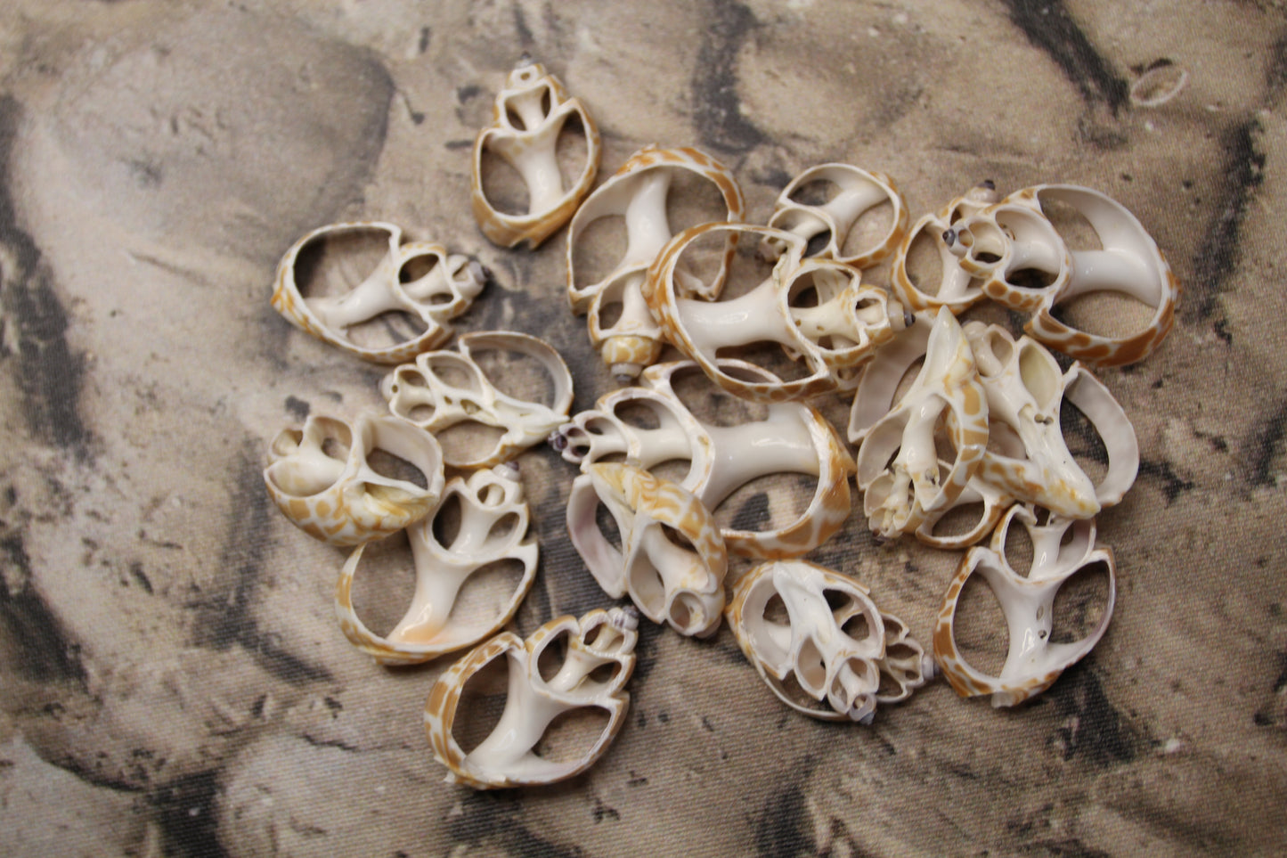 BABYLONIA SPIRATA Seashells,Center Sliced Seashells, Beact Art Supply,Beach Wedding Supply,Textured Seashell Art Supply, CS-96