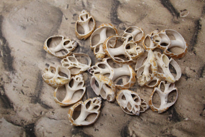 BABYLONIA SPIRATA Seashells,Center Sliced Seashells, Beact Art Supply,Beach Wedding Supply,Textured Seashell Art Supply, CS-96
