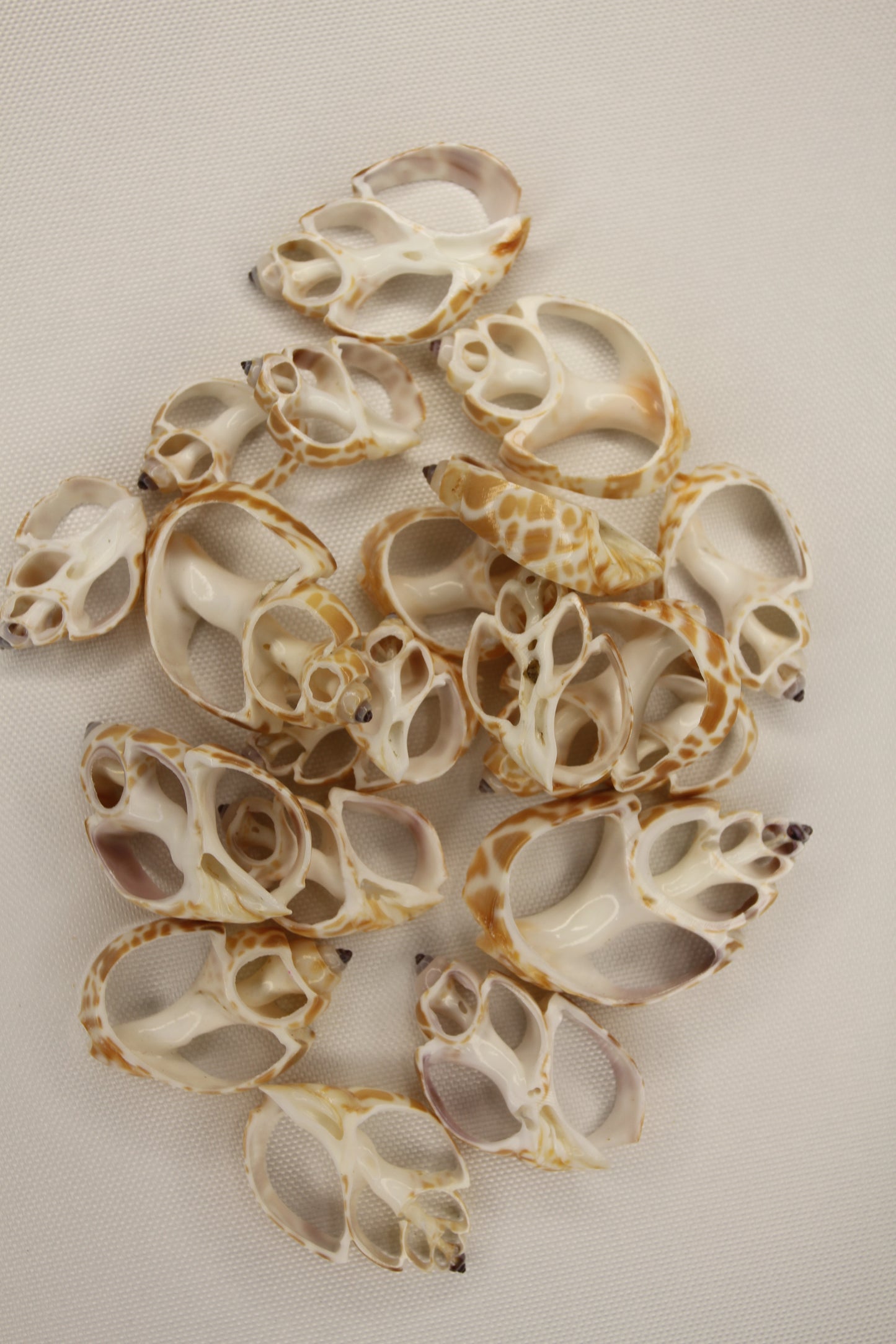 BABYLONIA SPIRATA Seashells,Center Sliced Seashells, Beact Art Supply,Beach Wedding Supply,Textured Seashell Art Supply, CS-96