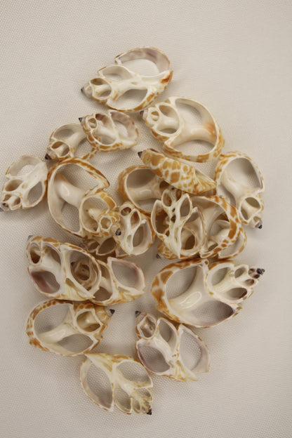 BABYLONIA SPIRATA Seashells,Center Sliced Seashells, Beact Art Supply,Beach Wedding Supply,Textured Seashell Art Supply, CS-96