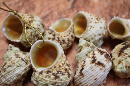Gold Mouth Turbo Seashells, Drilled Seashell, Coastal Home Decor, Garlands, Upscale Craft Supply, SS-504