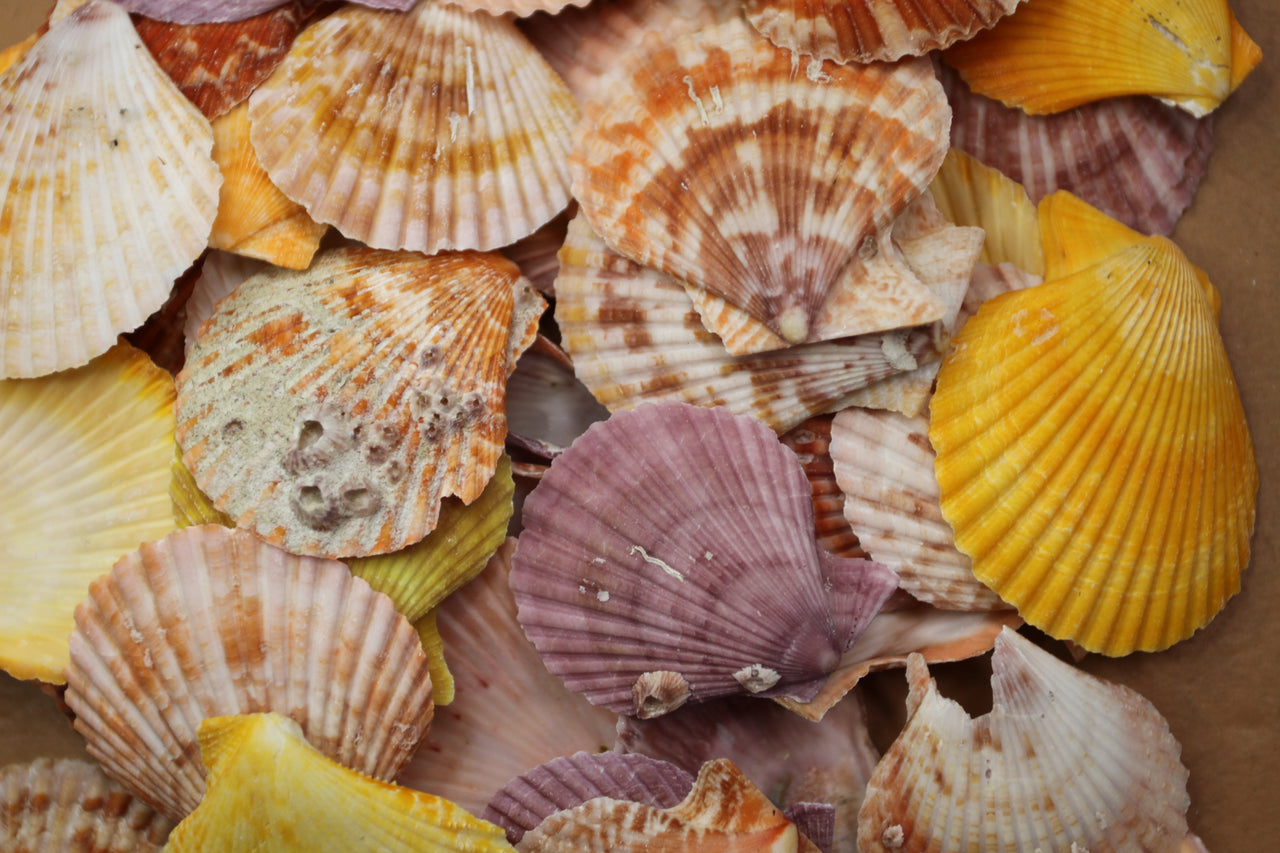 Colored Pectens, Assorted 2 lb package of approx. 150 seashells. Not sorted, sold as bagged. Great for wreaths, garlands mosaics. SS-319