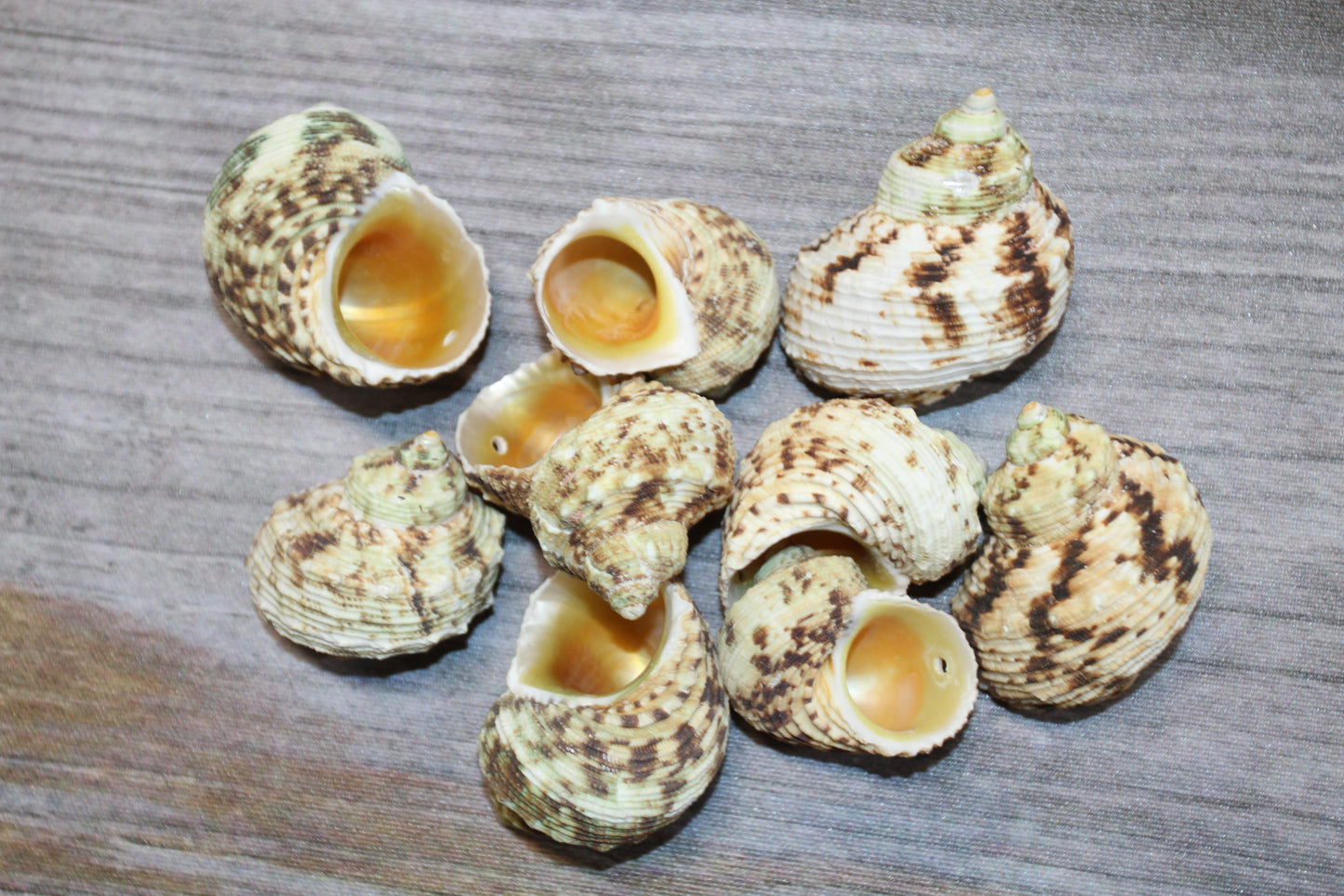 Gold Mouth Turbo Seashells, Drilled Seashell, Coastal Home Decor, Garlands, Upscale Craft Supply, SS-504