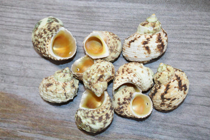 Gold Mouth Turbo Seashells, Drilled Seashell, Coastal Home Decor, Garlands, Upscale Craft Supply, SS-504