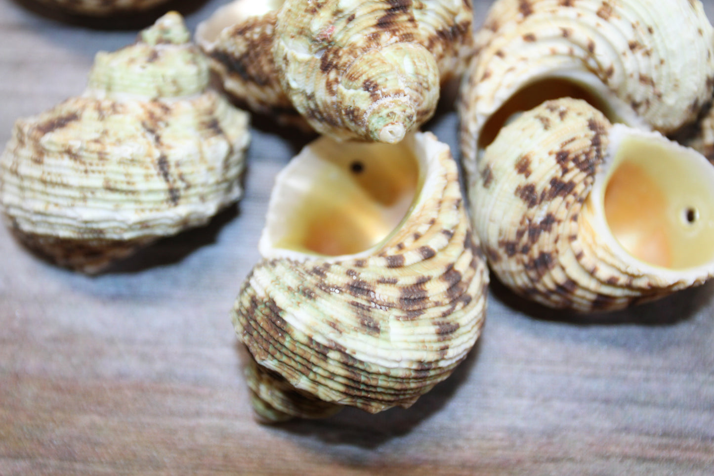 Gold Mouth Turbo Seashells, Drilled Seashell, Coastal Home Decor, Garlands, Upscale Craft Supply, SS-504