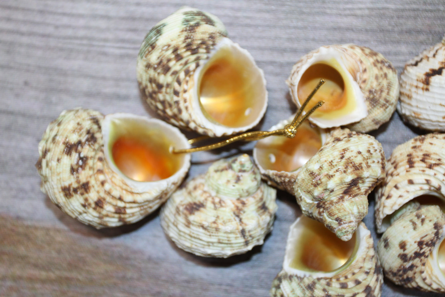 Gold Mouth Turbo Seashells, Drilled Seashell, Coastal Home Decor, Garlands, Upscale Craft Supply, SS-504