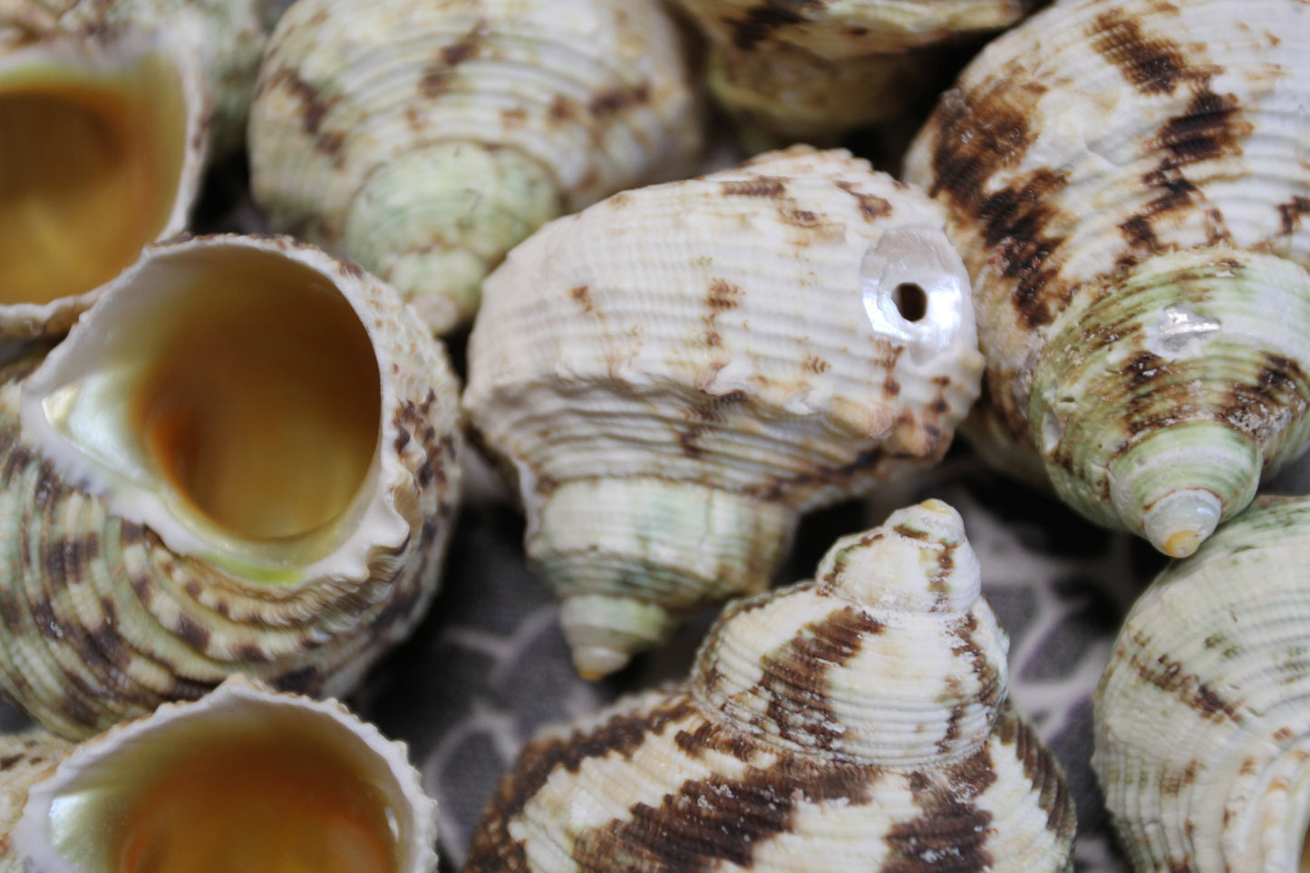 Gold Mouth Turbo Seashells, Drilled Seashell, Coastal Home Decor, Garlands, Upscale Craft Supply, SS-504