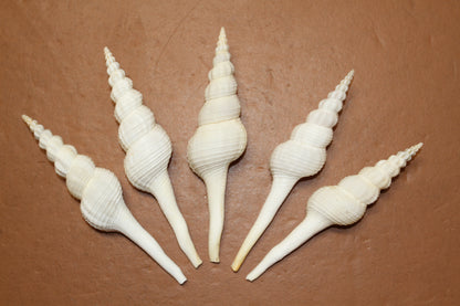 FUSUS COLUS Extra Large Spindle Seashells, Wreath Supply, Beach Decor, Wedding Decor, Beach Weddings ,All Occasion Gifts, SS-505