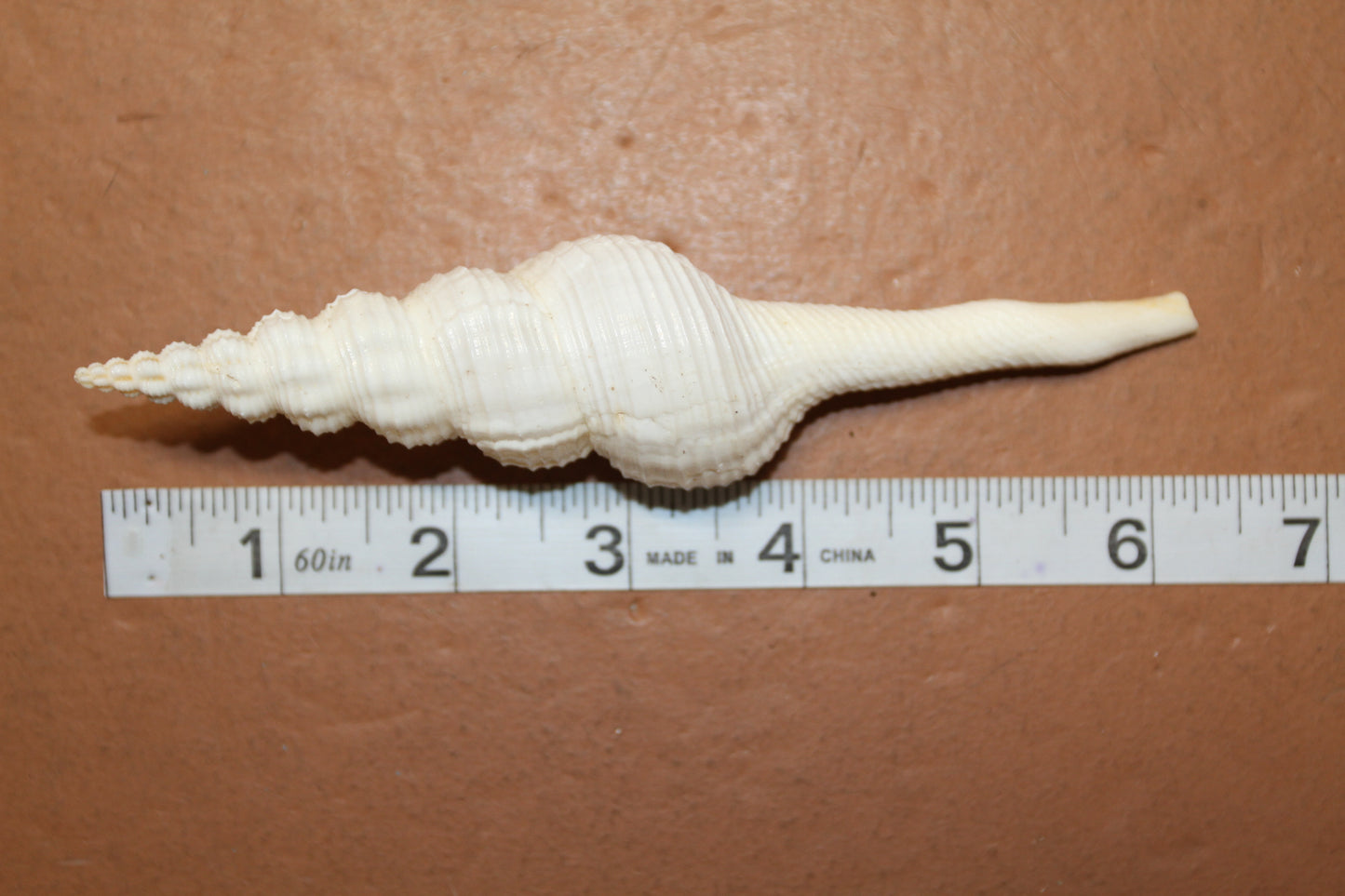 FUSUS COLUS Extra Large Spindle Seashells, Wreath Supply, Beach Decor, Wedding Decor, Beach Weddings ,All Occasion Gifts, SS-505