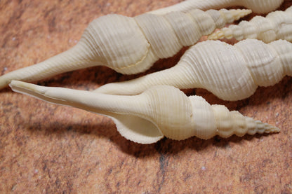 FUSUS COLUS Extra Large Spindle Seashells, Wreath Supply, Beach Decor, Wedding Decor, Beach Weddings ,All Occasion Gifts, SS-505