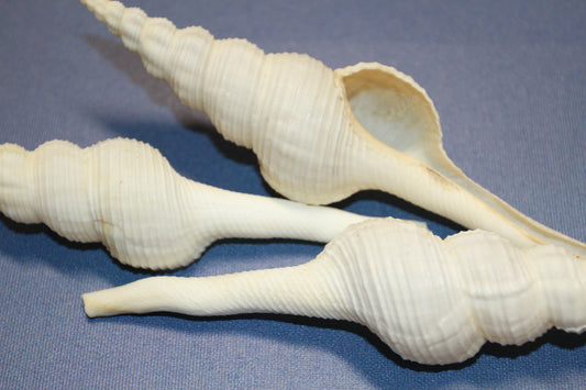 FUSUS COLUS Extra Large Spindle Seashells, Wreath Supply, Beach Decor, Wedding Decor, Beach Weddings ,All Occasion Gifts, SS-505