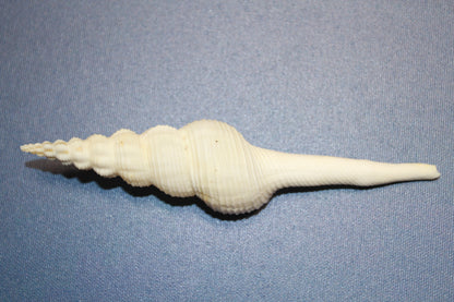 FUSUS COLUS Extra Large Spindle Seashells, Wreath Supply, Beach Decor, Wedding Decor, Beach Weddings ,All Occasion Gifts, SS-505