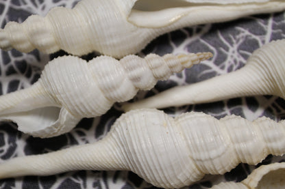 FUSUS COLUS Extra Large Spindle Seashells, Wreath Supply, Beach Decor, Wedding Decor, Beach Weddings ,All Occasion Gifts, SS-505