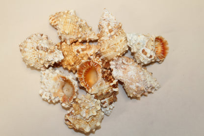 5-BURSA RUBITA,Collectible Seashells,Frog Shell,Wedding Decor,Beach Art,Upscale Bowl Display,Gifts,SS-162