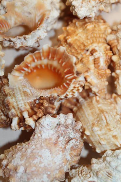 5-BURSA RUBITA,Collectible Seashells,Frog Shell,Wedding Decor,Beach Art,Upscale Bowl Display,Gifts,SS-162