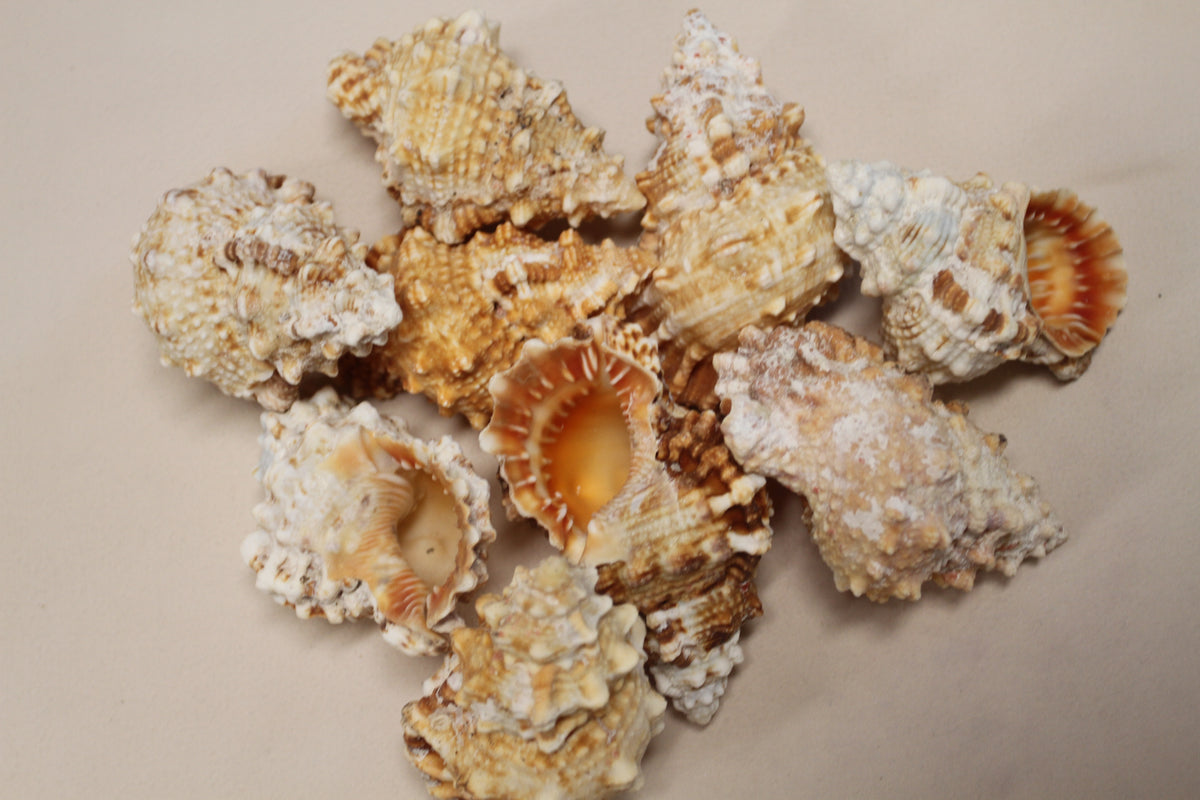 5-BURSA RUBITA,Collectible Seashells,Frog Shell,Wedding Decor,Beach Art,Upscale Bowl Display,Gifts,SS-162
