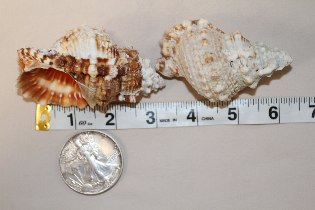 5-BURSA RUBITA,Collectible Seashells,Frog Shell,Wedding Decor,Beach Art,Upscale Bowl Display,Gifts,SS-162
