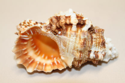 5-BURSA RUBITA,Collectible Seashells,Frog Shell,Wedding Decor,Beach Art,Upscale Bowl Display,Gifts,SS-162