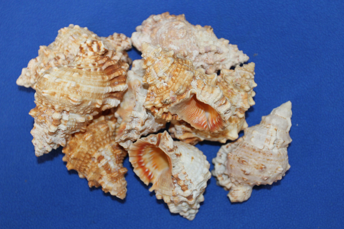 5-BURSA RUBITA,Collectible Seashells,Frog Shell,Wedding Decor,Beach Art,Upscale Bowl Display,Gifts,SS-162