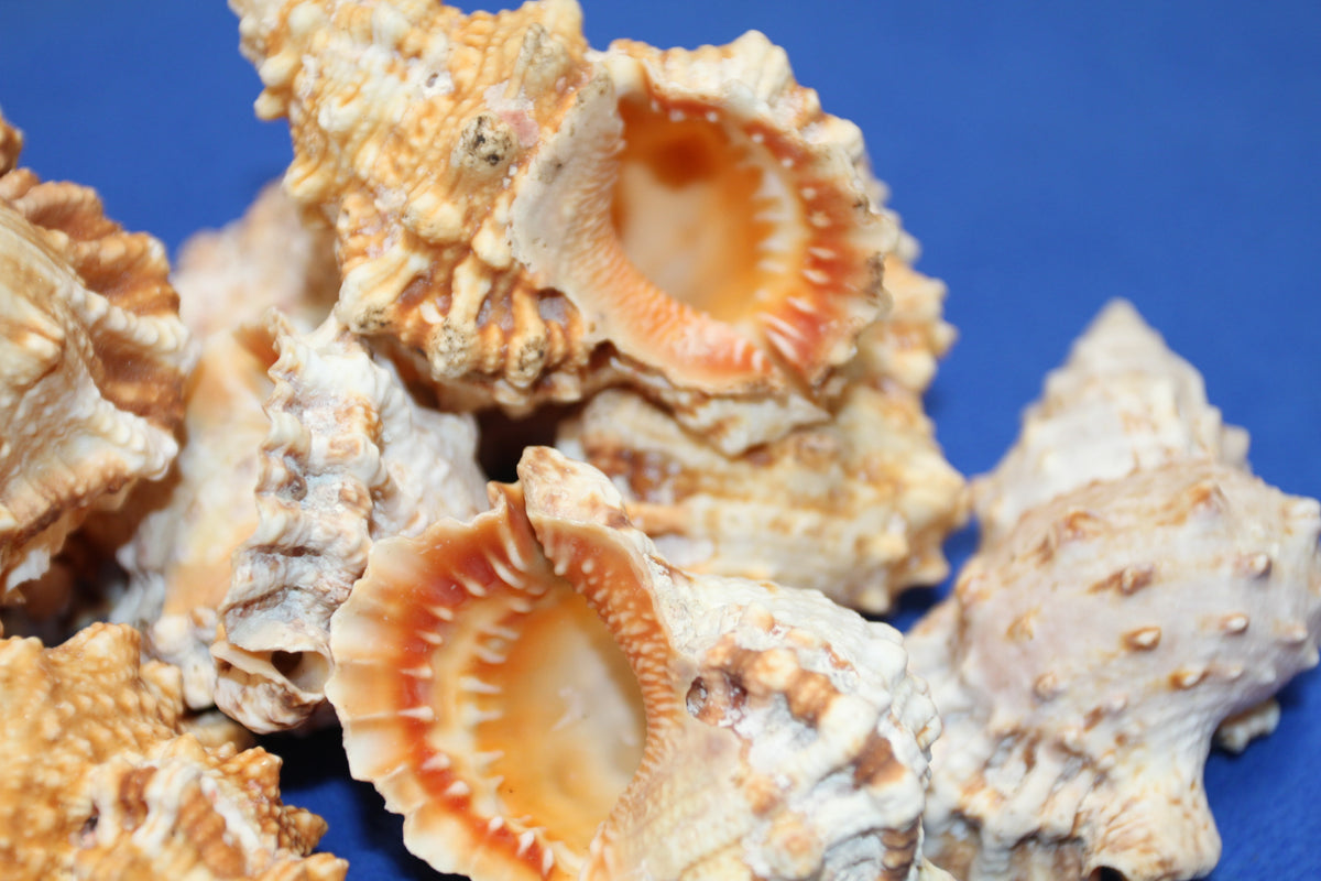 5-BURSA RUBITA,Collectible Seashells,Frog Shell,Wedding Decor,Beach Art,Upscale Bowl Display,Gifts,SS-162