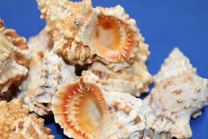 5-BURSA RUBITA,Collectible Seashells,Frog Shell,Wedding Decor,Beach Art,Upscale Bowl Display,Gifts,SS-162