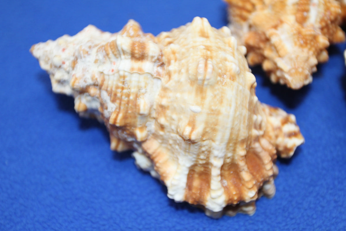 5-BURSA RUBITA,Collectible Seashells,Frog Shell,Wedding Decor,Beach Art,Upscale Bowl Display,Gifts,SS-162