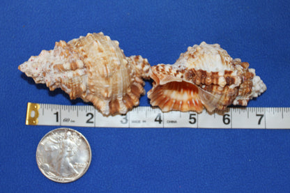 5-BURSA RUBITA,Collectible Seashells,Frog Shell,Wedding Decor,Beach Art,Upscale Bowl Display,Gifts,SS-162