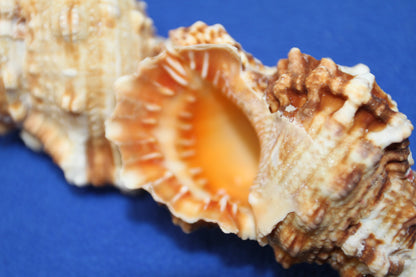 5-BURSA RUBITA,Collectible Seashells,Frog Shell,Wedding Decor,Beach Art,Upscale Bowl Display,Gifts,SS-162