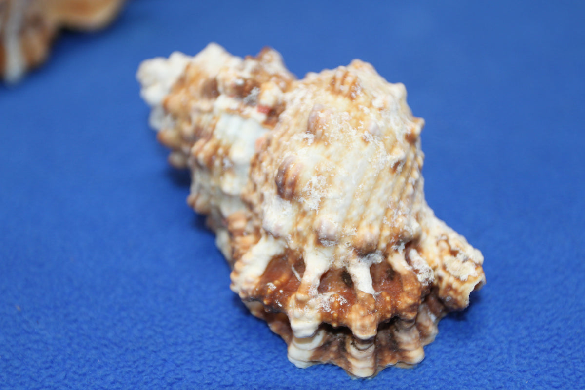 5-BURSA RUBITA,Collectible Seashells,Frog Shell,Wedding Decor,Beach Art,Upscale Bowl Display,Gifts,SS-162