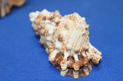 5-BURSA RUBITA,Collectible Seashells,Frog Shell,Wedding Decor,Beach Art,Upscale Bowl Display,Gifts,SS-162