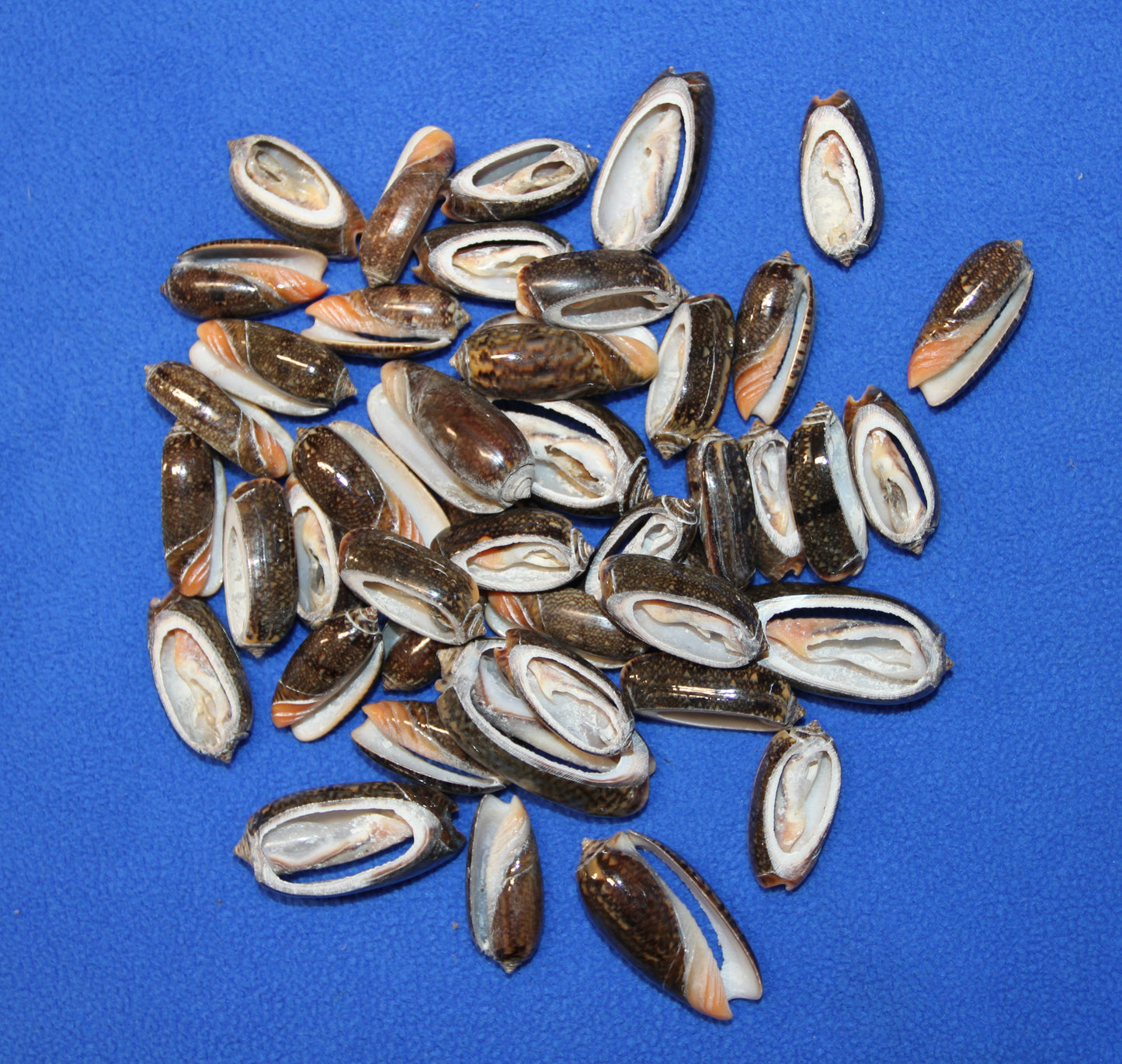 OLIVE RETICUATA - Sliced Seashells, Handcrafted Earring Supply,  Florist Supplies, Craft Supply, Beadding Supply, Candle Embeds, CS-79