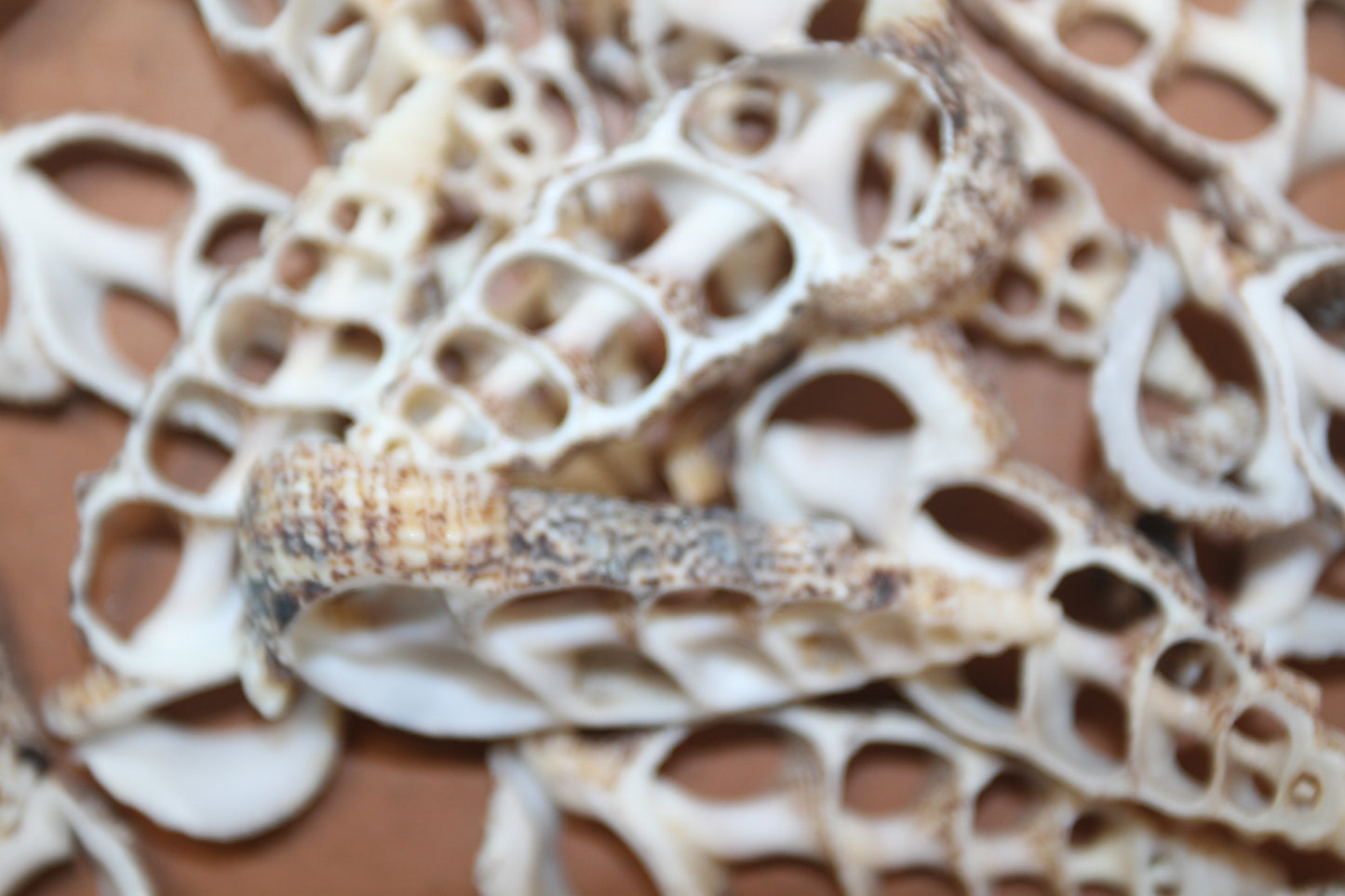 CERITHIUM ALUCO, Center Cut Shell, Seashell Crafts, Wedding Decor, Floral Accents, Mosaic Supply, CS-50