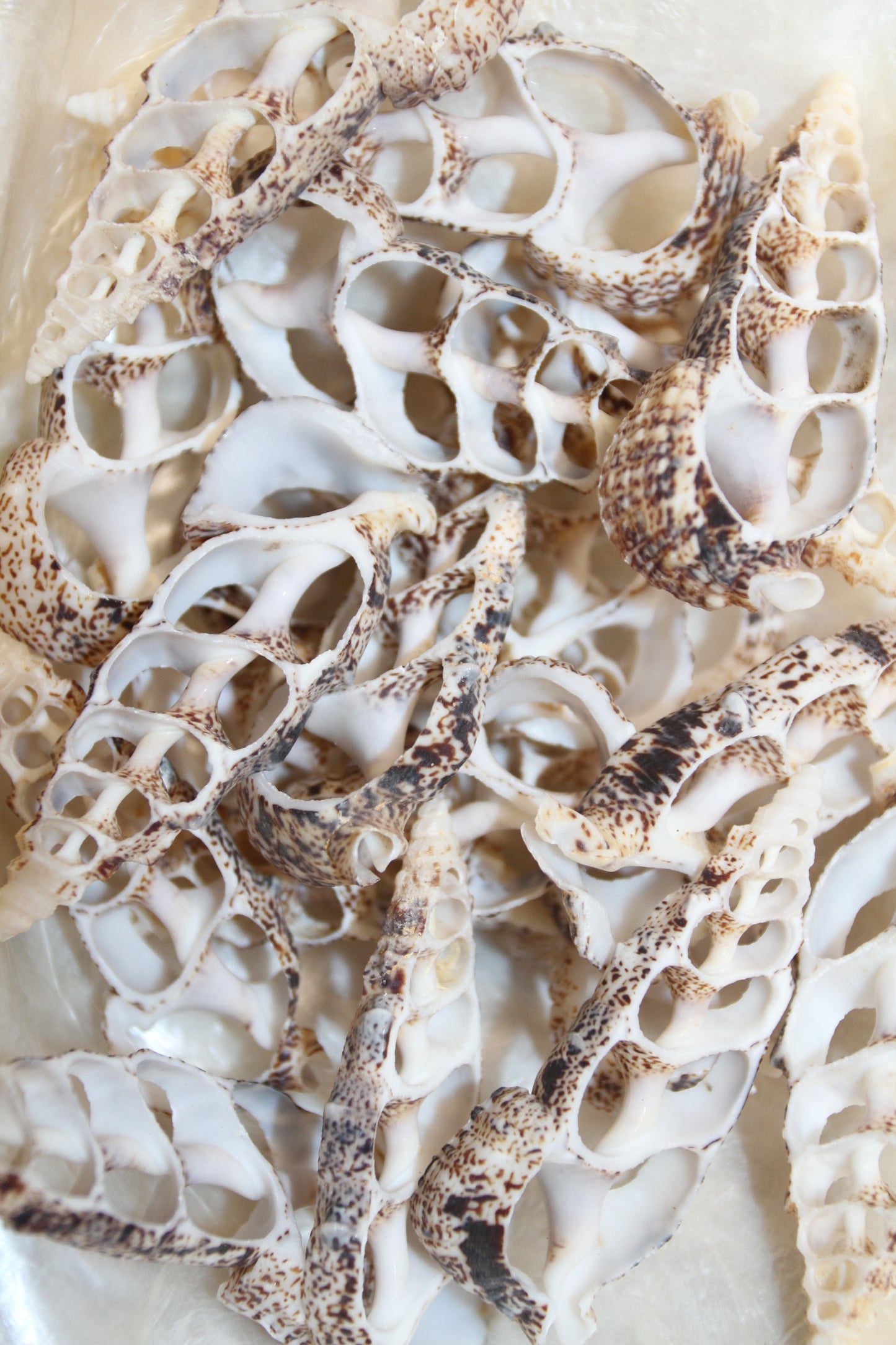 CERITHIUM ALUCO, Center Cut Shell, Seashell Crafts, Wedding Decor, Floral Accents, Mosaic Supply, CS-50