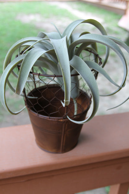 1-GARDEN DECOR,Chicken Wire Flower Pot,Country Decor,All Occasion Gifts,Plant Holder, GS-005