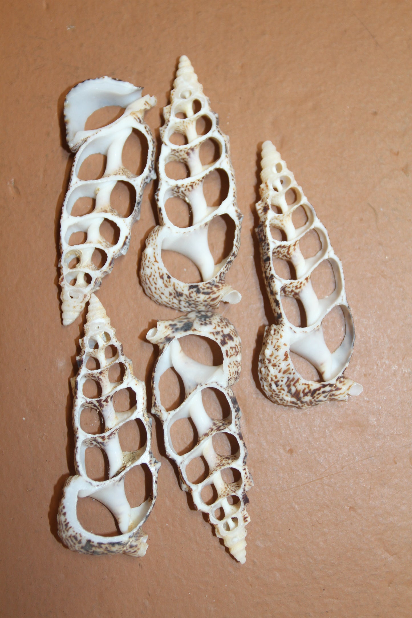 CERITHIUM ALUCO, Center Cut Shell, Seashell Crafts, Wedding Decor, Floral Accents, Mosaic Supply, CS-50