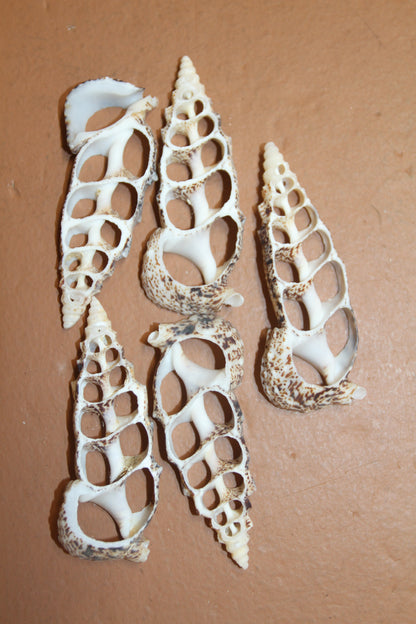 CERITHIUM ALUCO, Center Cut Shell, Seashell Crafts, Wedding Decor, Floral Accents, Mosaic Supply, CS-50