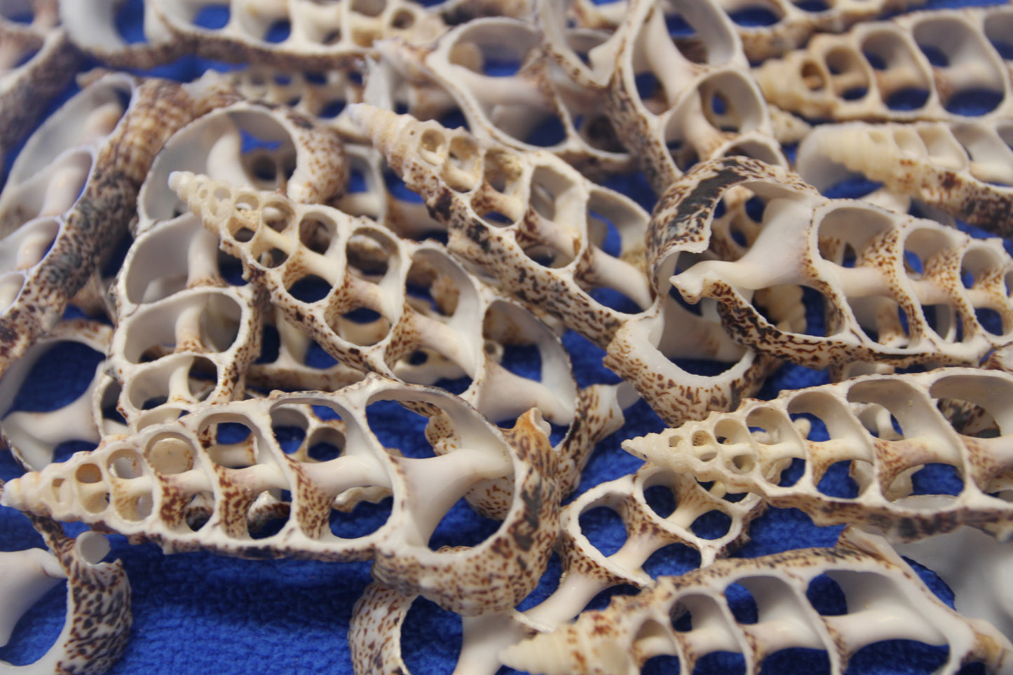 CERITHIUM ALUCO, Center Cut Shell, Seashell Crafts, Wedding Decor, Floral Accents, Mosaic Supply, CS-50