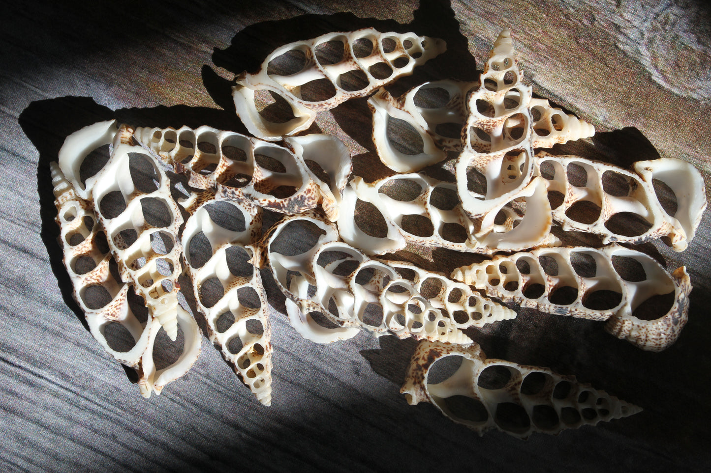 CERITHIUM ALUCO, Center Cut Shell, Seashell Crafts, Wedding Decor, Floral Accents, Mosaic Supply, CS-50