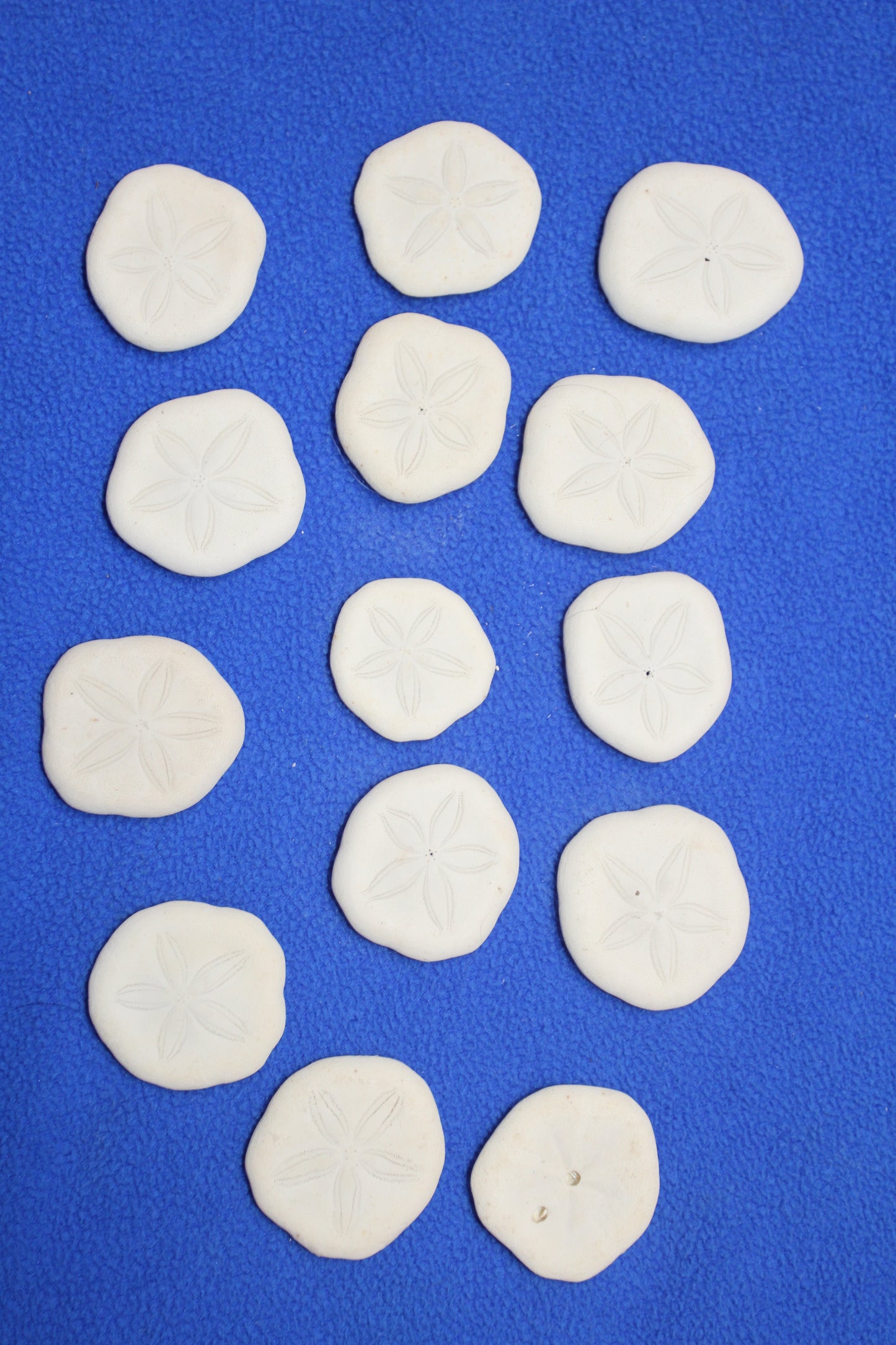 SEA COOKIES, Shell Craft Supply, Sea Biscuits, Sand Dollars, Glass Art, Jewelry Supply, SS-452