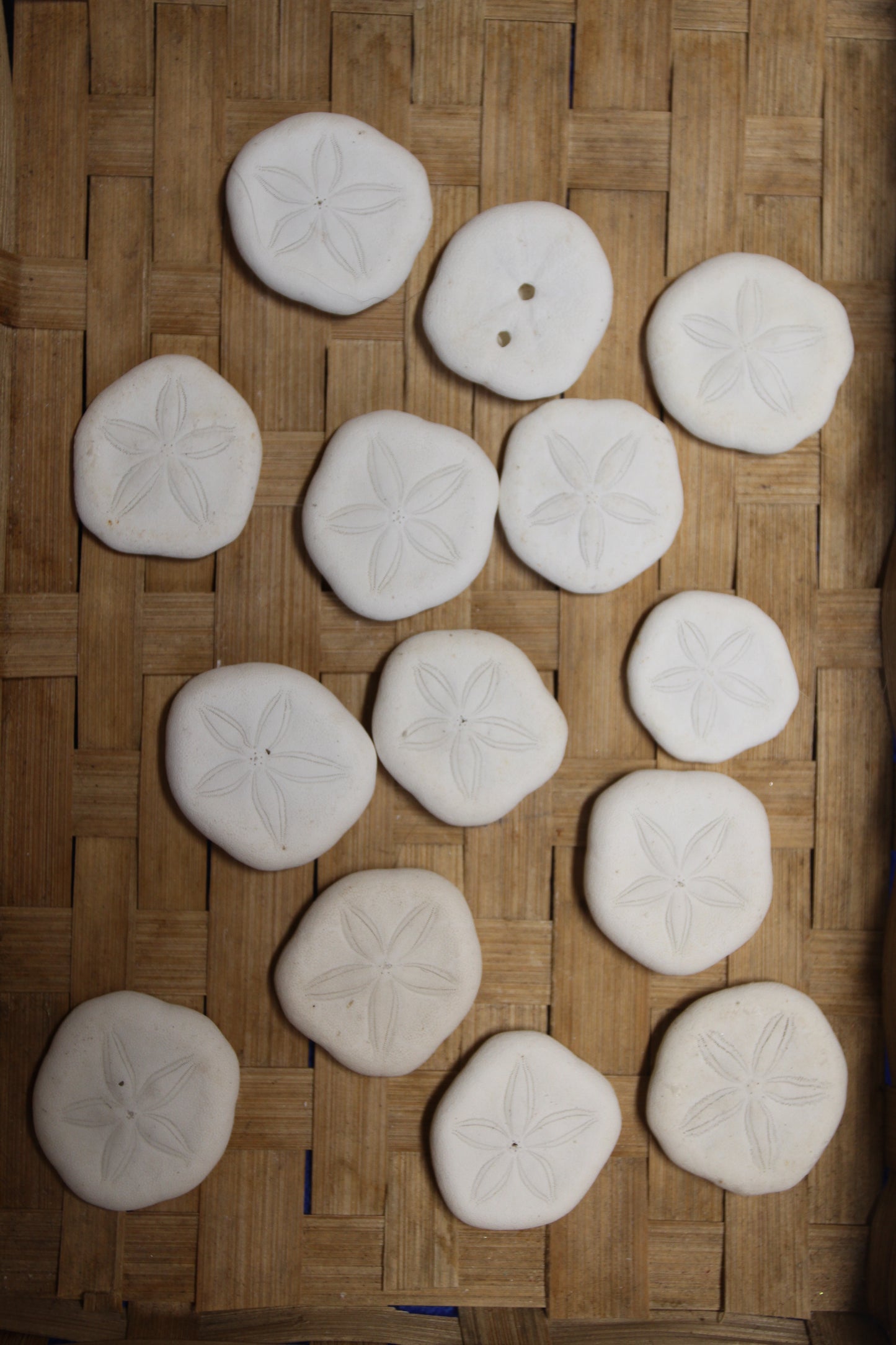 SEA COOKIES, Shell Craft Supply, Sea Biscuits, Sand Dollars, Glass Art, Jewelry Supply, SS-452