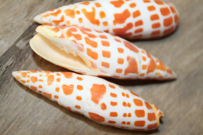 5-Medium MITRA MITRA Seashells,Beach Art,Shell Craft,Upscale Seashells,Coastal Home Accents, SS-550