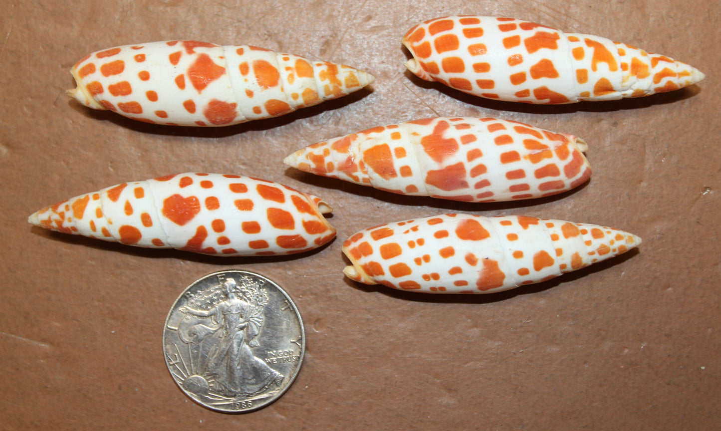 5-Medium MITRA MITRA Seashells,Beach Art,Shell Craft,Upscale Seashells,Coastal Home Accents, SS-550