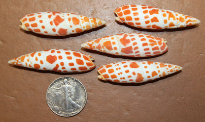 5-Medium MITRA MITRA Seashells,Beach Art,Shell Craft,Upscale Seashells,Coastal Home Accents, SS-550