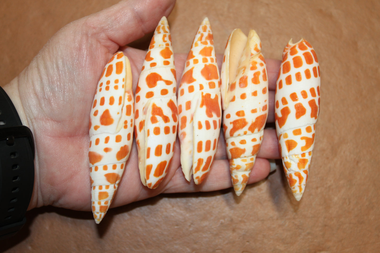 5-Medium MITRA MITRA Seashells,Beach Art,Shell Craft,Upscale Seashells,Coastal Home Accents, SS-550