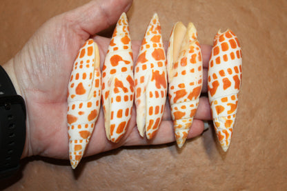 5-Medium MITRA MITRA Seashells,Beach Art,Shell Craft,Upscale Seashells,Coastal Home Accents, SS-550
