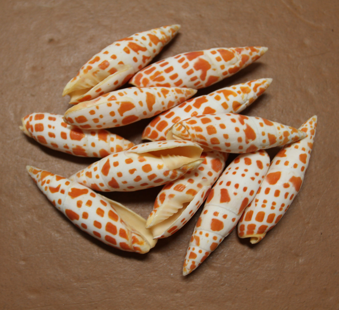 5-Medium MITRA MITRA Seashells,Beach Art,Shell Craft,Upscale Seashells,Coastal Home Accents, SS-550
