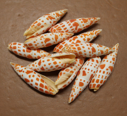 5-Medium MITRA MITRA Seashells,Beach Art,Shell Craft,Upscale Seashells,Coastal Home Accents, SS-550